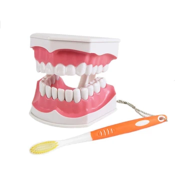 Grandes Dentes, Modelo Removível Com Os Dentes Inferiores Paciente E Aluno Modelo, Modelo Dente Escova De Dentes